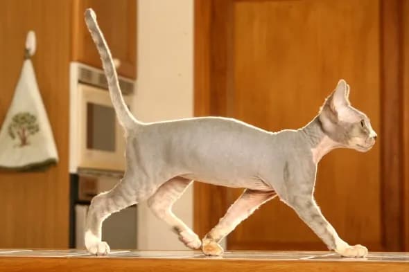 Jak oduczyć kota wchodzenia na stół i przywrócić porządek w domu