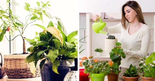 Jakie kwiaty na kwietnik w domu? Odkryj najlepsze rośliny do wnętrz